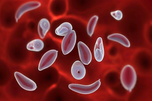 Pag -unawa sa impeksyon ng toxoplasma gondii sa mga pusa at aso: mga sintomas, diagnosis, at paggamot