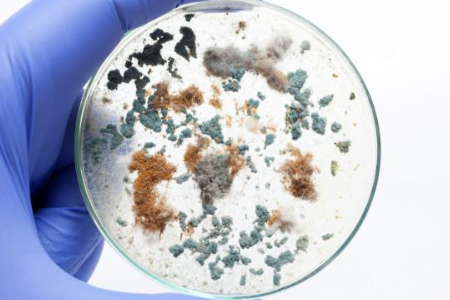 Tinitiyak ang maaasahang paglilinang ng microbial na may trypticase soy sabaw ni Baibo Biotechnology: Isang Ginustong Pagpipilian para sa Pandaigdigang Laboratories