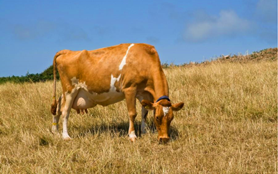 Rebolusyon ang pagtuklas ng pagbubuntis ng bovine na may fluorescence rapid test kit ng Babio