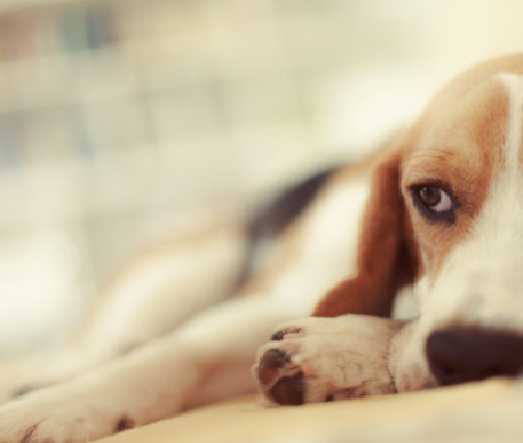 Inilunsad ng Babio ang Advanced na Toxo AB Test Kit para sa Diagnosis ng Pet Toxoplasmosis