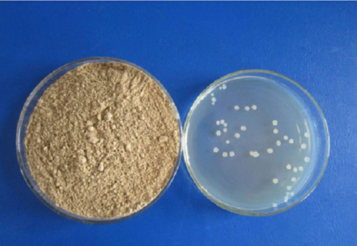 LB Medium (Lennox) Granule ni Babio: Mataas na kalidad na media media para sa E. coli Research
