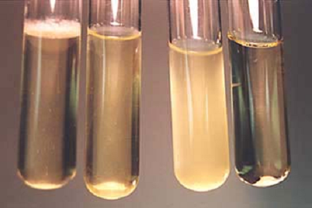 Inilunsad ng BABIO ang High-Performance Brain Infusion Broth para sa Global Microbiology Labs