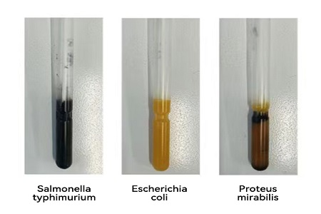 Inilunsad ng BABIO ang High-Performance Transport Medium (SS Type) para sa maaasahang global microbial sample transfer