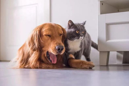Pinalawak ng BABIO ang Veterinary Rapid Test Portfolio para sa Global Pet Healthcare