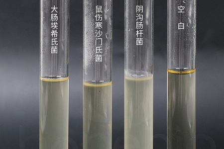 Inilunsad ng Babio Biotechnology ang High-Performance Brain Heart Infusion Broth para sa Maaasahang Microbial Culturing