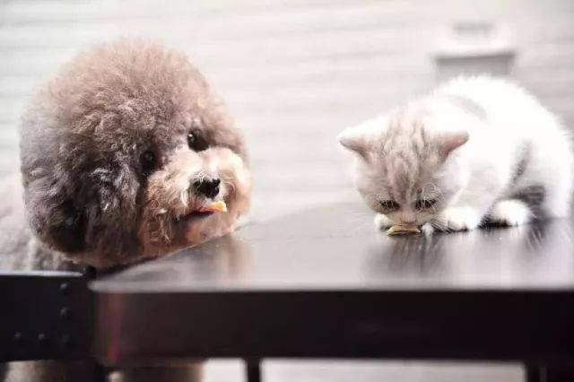 Rapid FPV Ag Test Kit para sa Feline Pestilential Virus Detection