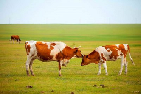 Ipinakilala ng BABIO ang Advanced na Bovine Pregnancy Rapid Test para sa Modernong Pamamahala ng Bakahan